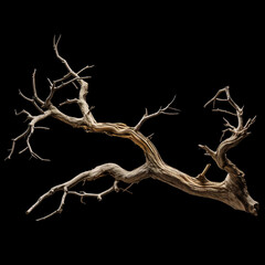 Fototapeta premium tree on black background