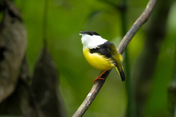 Obraz premium White-collared manakin (Manacus candei) is a passerine bird in the manakin family. It is a resident breeder in the tropical New World from southeastern Mexico to Costa Rica 