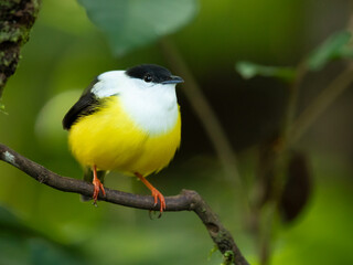 White-collared manakin (Manacus candei) is a passerine bird in the manakin family. It is a resident breeder in the tropical New World from southeastern Mexico to Costa Rica 