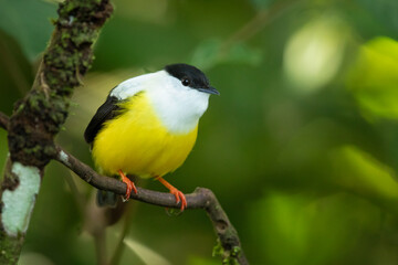 White-collared manakin (Manacus candei) is a passerine bird in the manakin family. It is a resident breeder in the tropical New World from southeastern Mexico to Costa Rica 