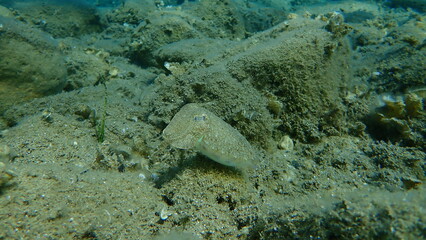 Common cuttlefish or European common cuttlefish (Sepia officinalis) undersea, Aegean Sea, Greece, Halkidiki