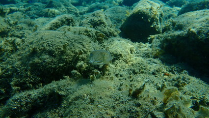 Common cuttlefish or European common cuttlefish (Sepia officinalis) undersea, Aegean Sea, Greece, Halkidiki