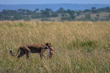 Leopard walking home with his morning catch at Serengeti National Park, Tanzania