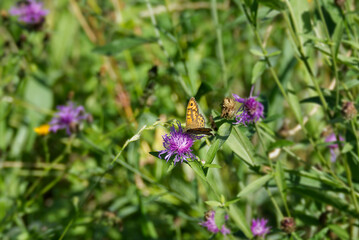 Wall Brown Butterfly (Lasiommata megera) sitting on a pink flower in Zurich, Switzerland