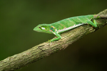 Fototapeta premium Polychrus gutturosus, also known as Berthold's bush anole or monkey tailed anole, is a species of lizard found in tropical Central and South America. 