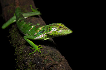 Polychrus gutturosus, also known as Berthold's bush anole or monkey tailed anole, is a species of lizard found in tropical Central and South America. 