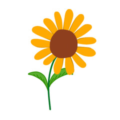 sunflower isolated on white background