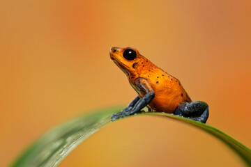 Strawberry poison frog, strawberry poison-dart frog or blue jeans poison frog (Oophaga pumilio,...