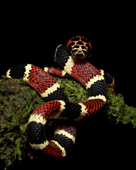 Rhinobothryum bovallii, commonly known as the coral mimic snake or the false tree coral, is a species of snake in the family Colubridae. 