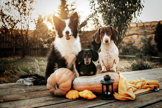 border collie and two dachshunds cute funny warm autumn halloween pet photo