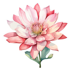 Obraz premium Flower Watercolor element on white background