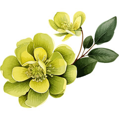 Flower Watercolor element on white background