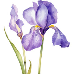 Flower Watercolor element on white background