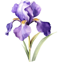 Flower Watercolor element on white background