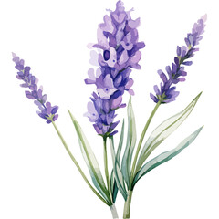 Flower Watercolor element on white background