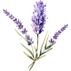 Flower Watercolor element on white background © Riandra