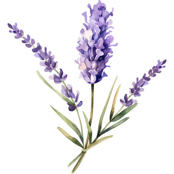 Flower Watercolor element on white background