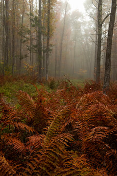 Autumn Forest In The Fog. Red Ferns And Fog.