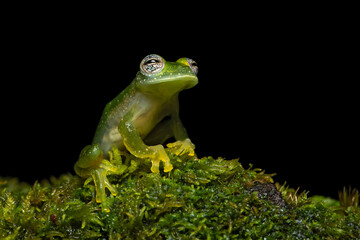 The powdered glass frog or Chiriqui glass frog (Teratohyla pulverata) is a frog species in the glass frog family (Centrolenidae). The species is found from north-central Honduras