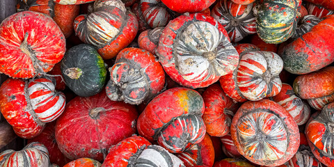 pumpkin fruit harvest different types and varieties of pumpkins fresh food snack outdoor copy space food background rustic top view vegetarian vegan food 