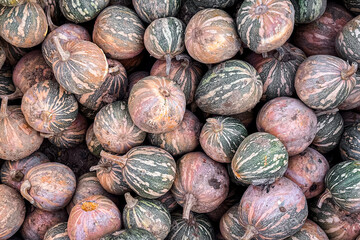 pumpkin fruit harvest different types and varieties of pumpkins fresh food snack outdoor copy space food background rustic top view vegetarian vegan food 