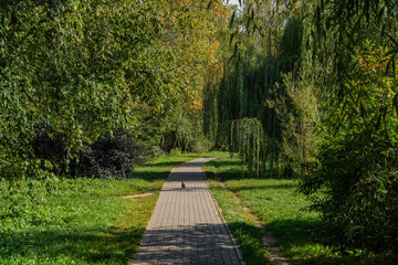 path in the park