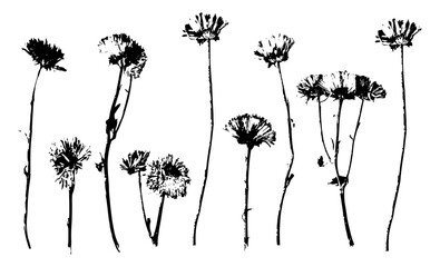 Fototapeta premium Set of plant elements, black wild flowers silhouettes, black flowers on a transparent background