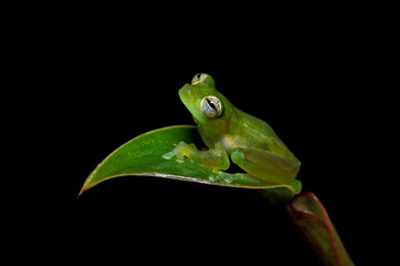 Teratohyla spinosa (common name: spiny Cochran frog) is a species of frog in the family Centrolenidae. It is found in the Pacific lowlands of northern and central Ecuador and western Colombia