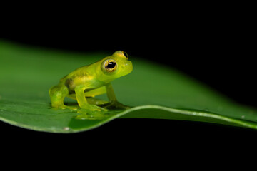 Teratohyla spinosa (common name: spiny Cochran frog) is a species of frog in the family Centrolenidae. It is found in the Pacific lowlands of northern and central Ecuador and western Colombia