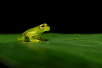 Teratohyla spinosa (common name: spiny Cochran frog) is a species of frog in the family Centrolenidae. It is found in the Pacific lowlands of northern and central Ecuador and western Colombia