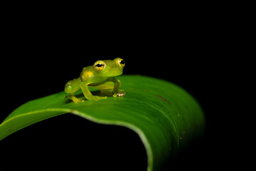 Teratohyla spinosa (common name: spiny Cochran frog) is a species of frog in the family Centrolenidae. It is found in the Pacific lowlands of northern and central Ecuador and western Colombia