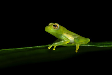 Teratohyla spinosa (common name: spiny Cochran frog) is a species of frog in the family Centrolenidae. It is found in the Pacific lowlands of northern and central Ecuador and western Colombia