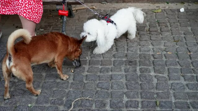 incontrare cani durante una passeggiata