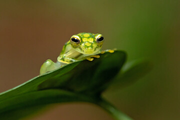 Hyalinobatrachium valerioi, sometimes known as the La Palma glass frog, is a species of frog in the family Centrolenidae. It is found in central Costa Rica and south to Panama