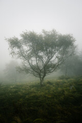 Obraz na płótnie Canvas tree during the misty morning