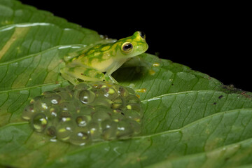Hyalinobatrachium valerioi, sometimes known as the La Palma glass frog, is a species of frog in the family Centrolenidae. It is found in central Costa Rica and south to Panama