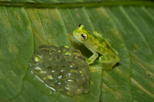 Hyalinobatrachium valerioi, sometimes known as the La Palma glass frog, is a species of frog in the family Centrolenidae. It is found in central Costa Rica and south to Panama