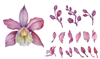 Pink orchid, Orchid aliment set with floral arrangements
