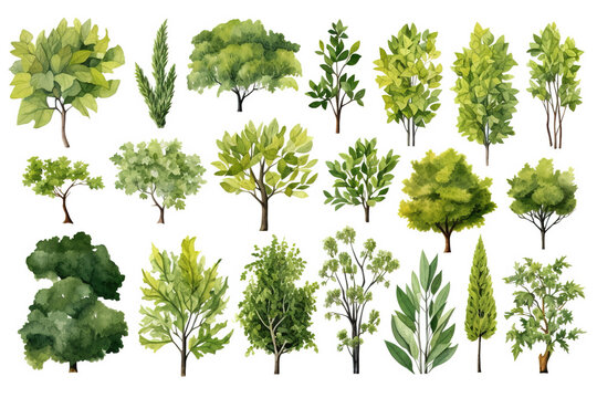 In this watercolor illustration, various green trees, bushes, and shrubs are depicted from a top view, perfect for landscape design plans. The image is isolated on a white background