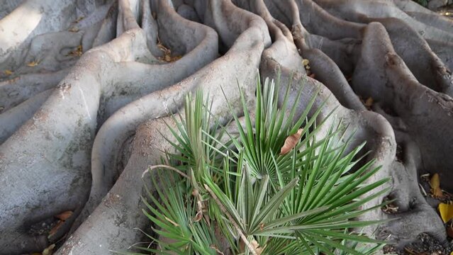 Il famoso ficus di Moreton Bay. Alberi, grandi contrafforti e radici di piante, ficus sul lungomare Regge Calabria