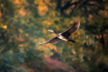 cormorant in flight