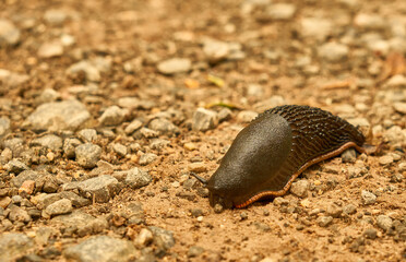 black slug moves slowly along a dirt road almost unnoticed