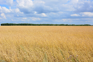 wheat field with forest line and cloudy sky isolated copy space  