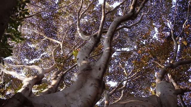 Il famoso ficus di Moreton Bay. Alberi, grandi contrafforti e radici di piante, ficus sul lungomare Regge Calabria