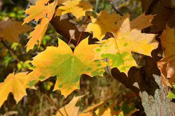 Naklejka na ściany i meble yellow maple leaves on the tree isolated in sunny day close up