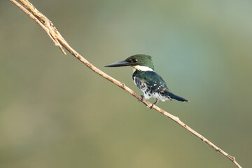 The green kingfisher (Chloroceryle americana) is a species of "water kingfisher" in the subfamily Cerylinae of the family Alcedinidae.