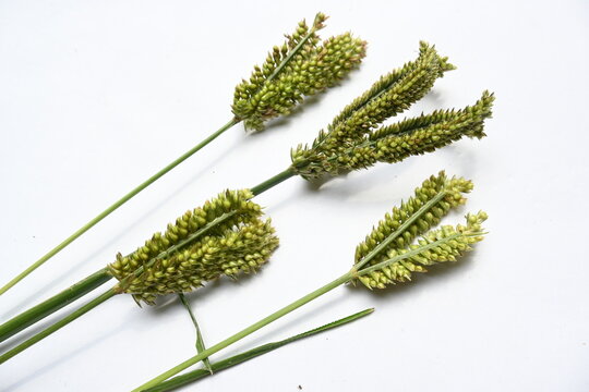 Eleusine coracana or finger millet. It is called Ragi and madua in India and Kodo in Nepal. It  is an annual herbaceous plant. Its widely grown as a cereal crop in the in Africa and Asia.