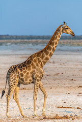 A view of a giraffe awaiting a turn at a waterhole in the Etosha National Park in Namibia in the dry season