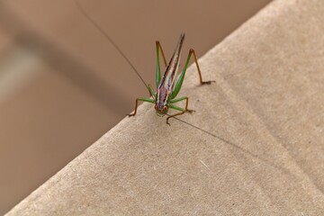 Closeup of isolated grasshopper on edge of cardboard