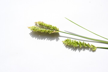 Eleusine coracana or finger millet. It is called Ragi and madua in India and Kodo in Nepal. It  is an annual herbaceous plant. Its widely grown as a cereal crop in the in Africa and Asia.